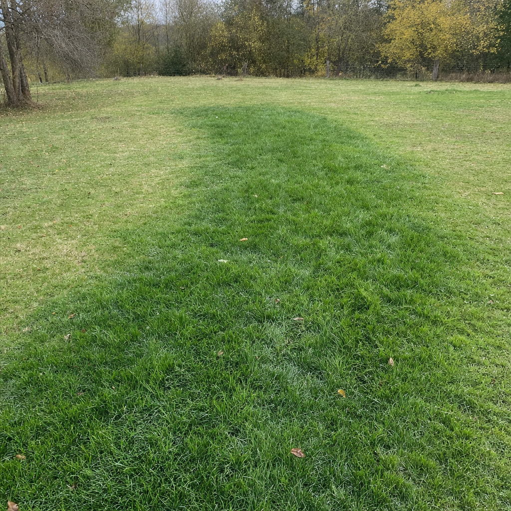 A soggy, unusually green patch of lawn over the drain field of a Virginia Beach home, a sign the septic tank needs pumping